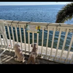 Meet your Posher, Shelley